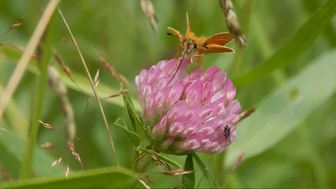 Butterfly sitting in grass closeup Stock Footage 116443148