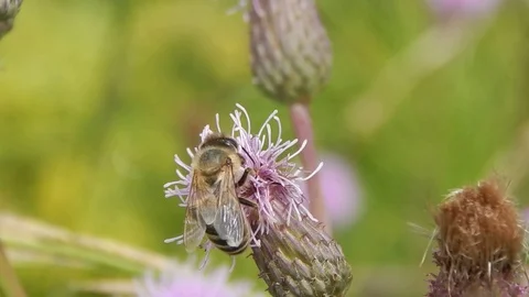 Butterfly sitting in grass closeup Stock Footage 116443428