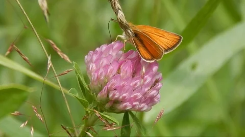 Butterfly sitting in grass closeup Stock Footage 116443512