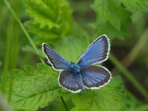 Butterfly sitting in the grass Stock Photos