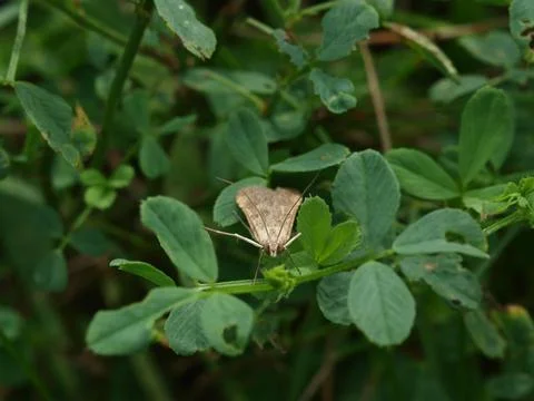 Butterfly sitting in the grass Stock Photos