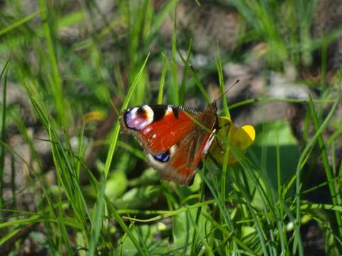 Butterfly sitting on the grass. Stock Photos
