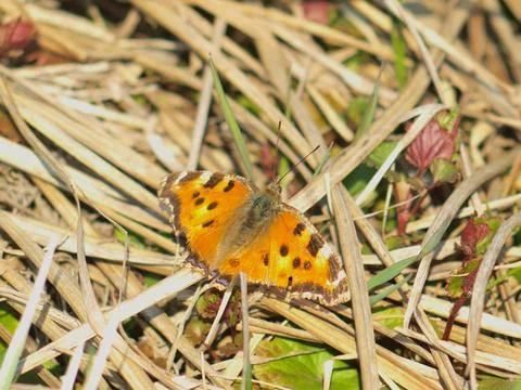 Butterfly sitting on the grass. Stock Photos