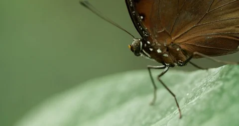 Butterfly sitting on Green Leaf Macro shot Close up 4K Stock Footage 94581616