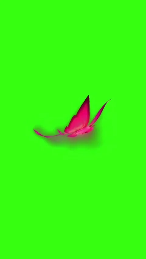 The butterfly sitting on the green screen Stock Footage 296923574
