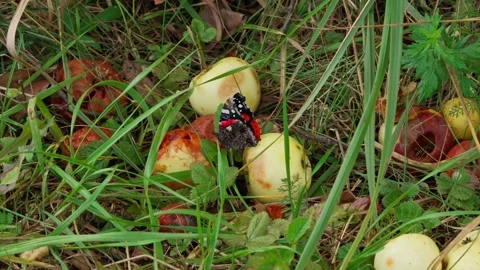 Butterfly sitting on the ground in an orchard, Stock Footage 346400748