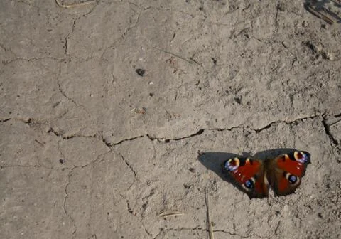 Butterfly sitting on the ground Stock Photos