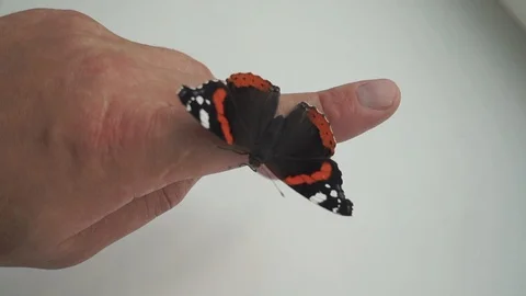 Butterfly sitting on the hand. Close-up. 스톡 동영상 93309564