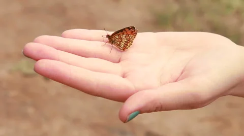 Butterfly sitting on the hand Stock Footage 51298392