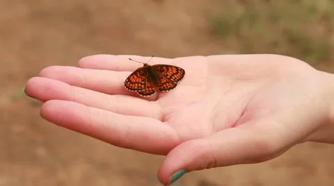 Butterfly sitting on the hand Stock Footage 51298449