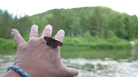 Butterfly sitting on the hand spread its wings on the background of nature Stock Footage 130936830