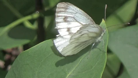 Butterfly sitting on leaf Video stock 80987697