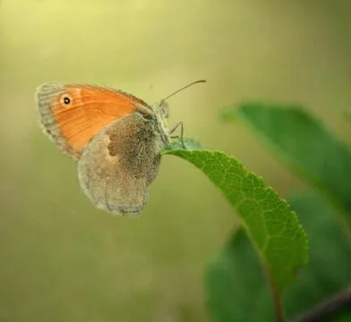Butterfly sitting on a leaf Stock Photos