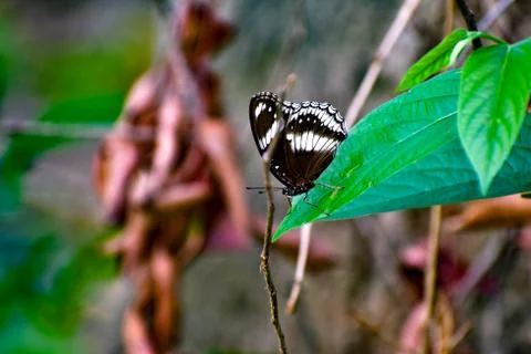 Butterfly sitting on a leaf. Stock Photos