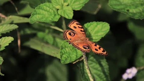 A butterfly is sitting on a leaf Stock Photos