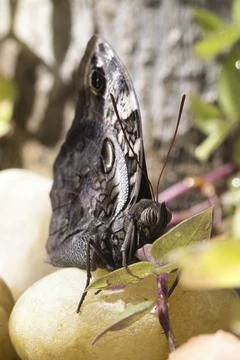 A butterfly is sitting on a leaf Stock Photos