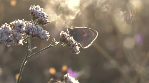 Butterfly sitting on limonium flower in rays of setting or dawn sun in wind Stock Footage 163151720
