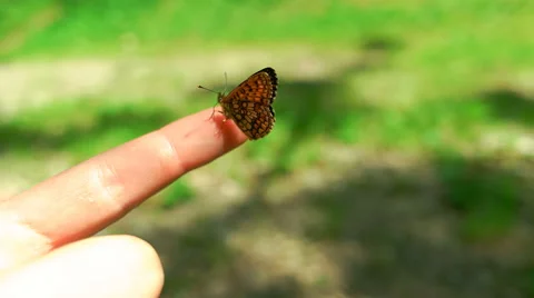 Butterfly Sitting on Mans Hand Stock Footage 65412700