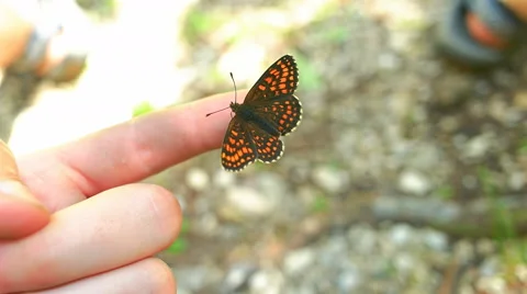 Butterfly Sitting on Mans Hand Stock Footage 65412948