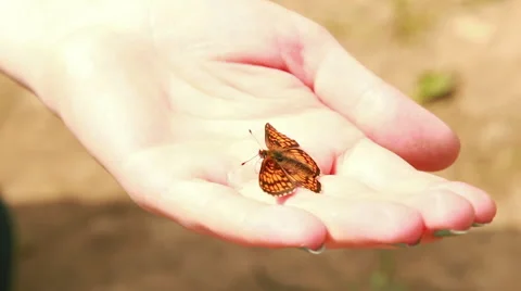 Butterfly sitting on the open palm Stock Footage 51298433