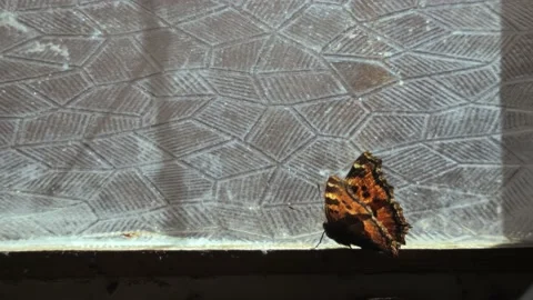 The butterfly is sitting outside the window inside the old barn Stock Footage 239192998