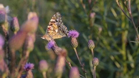 Butterfly sitting on Thistle macro. Stock Footage 112528928