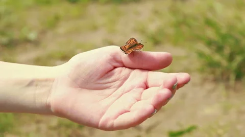 Butterfly sitting on the thumb Stock Footage 51298415