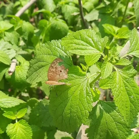 A butterfly is sitting on a tree leaf. Stock Footage 305397216