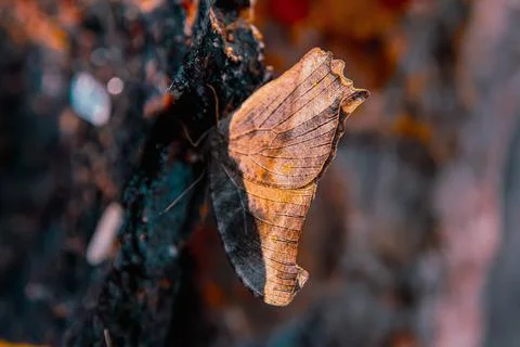A butterfly is sitting on a tree Stock Photos