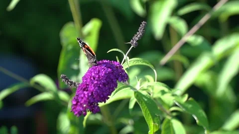 Butterfly sitting on a violet flower. Stock Footage 246534717