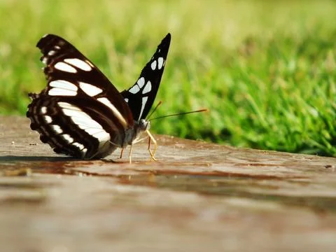A butterfly is sitting on a wet surface Stock Photos