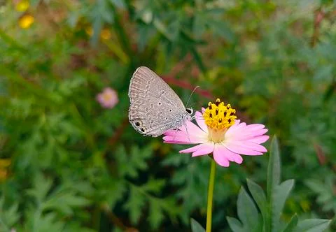 BUTTERFLY ON THE SKY. Stock Photos