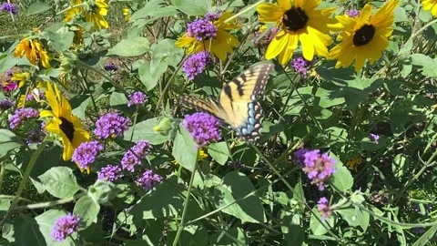 Butterfly slow mo Stock Footage 243694021