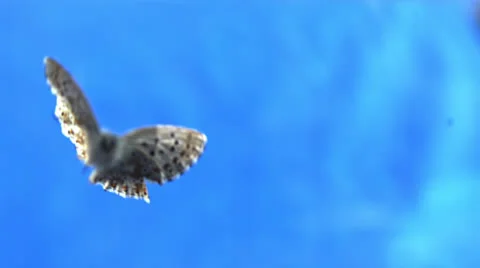 BUTTERFLY IN SLOW MOTION # 2 Stock Footage 25261837