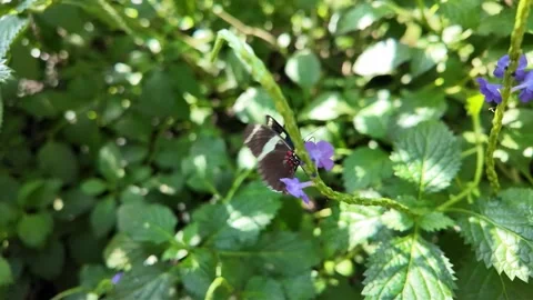 Butterfly in slow motion 240 fps Stock-Footage 306403603