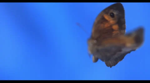 BUTTERFLY IN SLOW MOTION # 3 Stock Footage 25261549