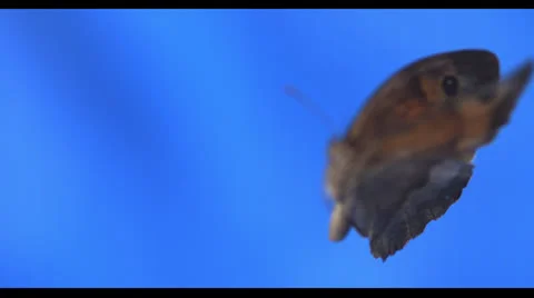 BUTTERFLY IN SLOW MOTION # 4 Stock Footage 25261348