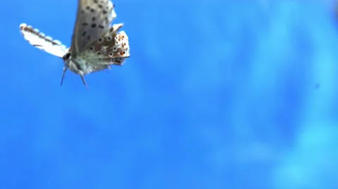 BUTTERFLY IN SLOW MOTION # 5 Stock Footage 25258199