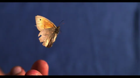 BUTTERFLY IN SLOW MOTION # 6 Stock Footage 25271012