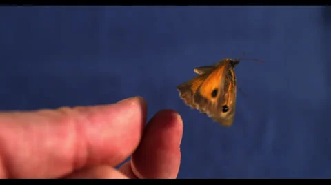 BUTTERFLY IN SLOW MOTION # 7 Stock Footage 25272971