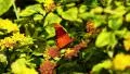 Butterfly Slow Motion 96fps 01 HD Footage