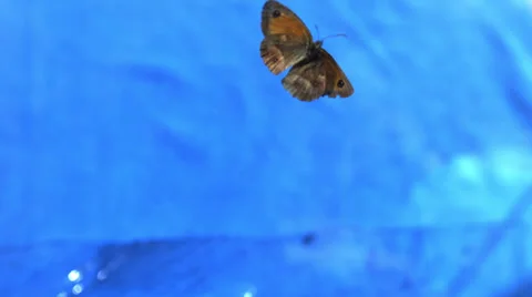 BUTTERFLY IN SLOW MOTION Stock Footage 25264910