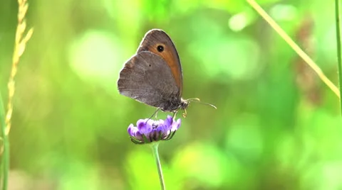 Butterfly slow motion Stock Footage 25603252