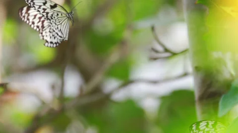Butterfly in Slow motion Stock Footage 39886756