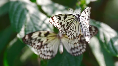 Butterfly in Slow motion Stock Footage 39886898