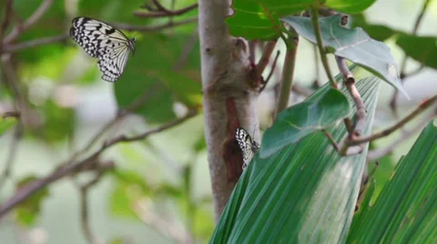 Butterfly in Slow motion Stock Footage 39886907