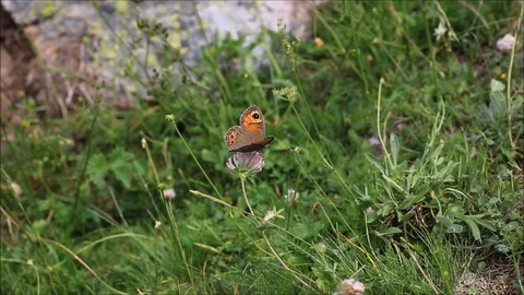 Butterfly in slow motion Stock-Footage 77129354