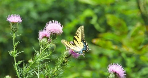 Butterfly Slow Motion 스톡 동영상 95079540