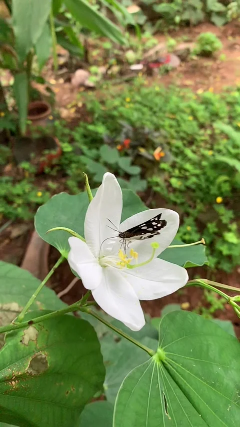 Butterfly slow motion Stock Footage 144489319