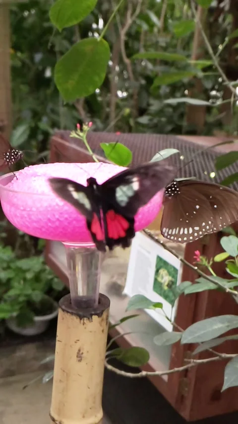 Butterfly Slow Motion Stock Footage 159027128
